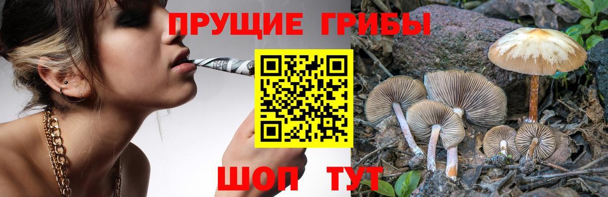 Псилоцибиновые грибы GOLDEN TEACHER  Вход с VPN  Владикавказ  Псилоцибиновые грибы GOLDEN TEACHER 